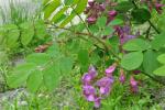 Robinia hispida L.