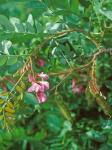 Robinia hispida L.