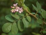 Robinia hispida L.
