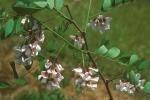 Robinia hispida L.
