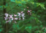 Robinia hispida L.