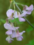 Robinia hispida L.