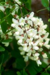Robinia pseudoacacia L.