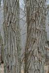 Robinia pseudoacacia L.