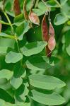 Robinia pseudoacacia L.