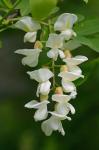 Robinia pseudoacacia L.