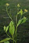 Rorippa indica (L.) Hiern.