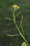 Rorippa indica (L.) Hiern.