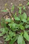 Rorippa indica (L.) Hiern.