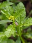 Rorippa palustris  (L.) Besser ssp. palustris