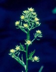 Rorippa palustris  (L.) Besser ssp. palustris
