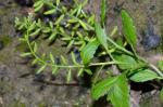 Rorippa sessiliflora (Nutt.) A.S. Hitchc.
