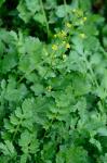 Rorippa sylvestris (Linnaeus) Besser