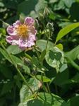 Rosa blanda Aiton