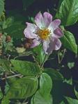 Rosa blanda Aiton