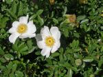 Rosa bracteata J.C. Wendl.