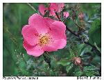 Rosa carolina L. ssp. carolina