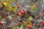 Rosa carolina L. ssp. carolina