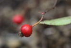 Rosa carolina L. ssp. carolina