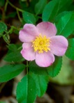 Rosa carolina L. ssp. carolina