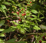 Rosa multiflora Thunb. ex Murr.