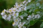 Rosa multiflora Thunb. ex Murr.