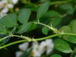 Rosa multiflora Thunb. ex Murr.