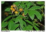 Rosa palustris Marsh.