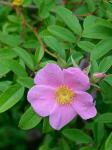 Rosa palustris Marsh.