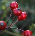 Rosa palustris Marsh.