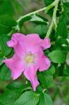 Rosa rugosa Thunb.