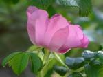 Rosa rugosa Thunb.