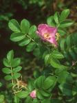 Rosa rugosa Thunb.