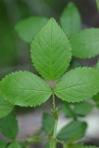 Rosa setigera Michx.