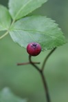 Rosa setigera Michx.