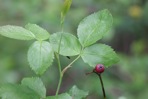 Rosa setigera Michx.