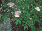 Rosa virginiana Miller