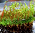 Rosulabryum capillare (Hedw.) J.R. Spence