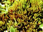 Rosulabryum capillare (Hedw.) J.R. Spence