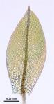 Rosulabryum capillare (Hedw.) J.R. Spence