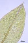 Rosulabryum capillare (Hedw.) J.R. Spence