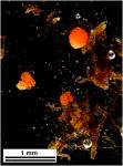 Rosulabryum laevifilum (Syed) Ochyra
