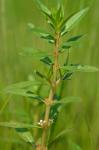 Rotala ramosior (L.) Koehne