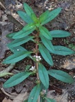 Rotala ramosior (L.) Koehne