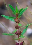 Rotala ramosior (L.) Koehne