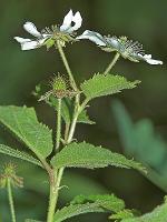 Rubus allegheniensis Porter