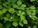 Rubus bifrons Vest
