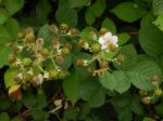 Rubus bifrons Vest