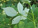 Rubus bifrons Vest