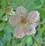 Rubus bifrons Vest